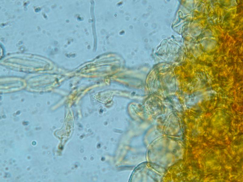 Russule per gli amici....